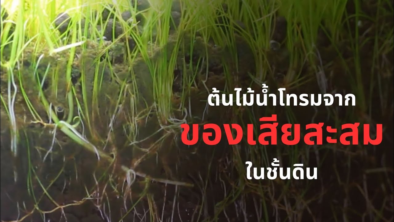 UREKA AQUARIUM EP.25 ต้นไม้น้ำโทรมจากของเสียสะสมในชั้นดิน