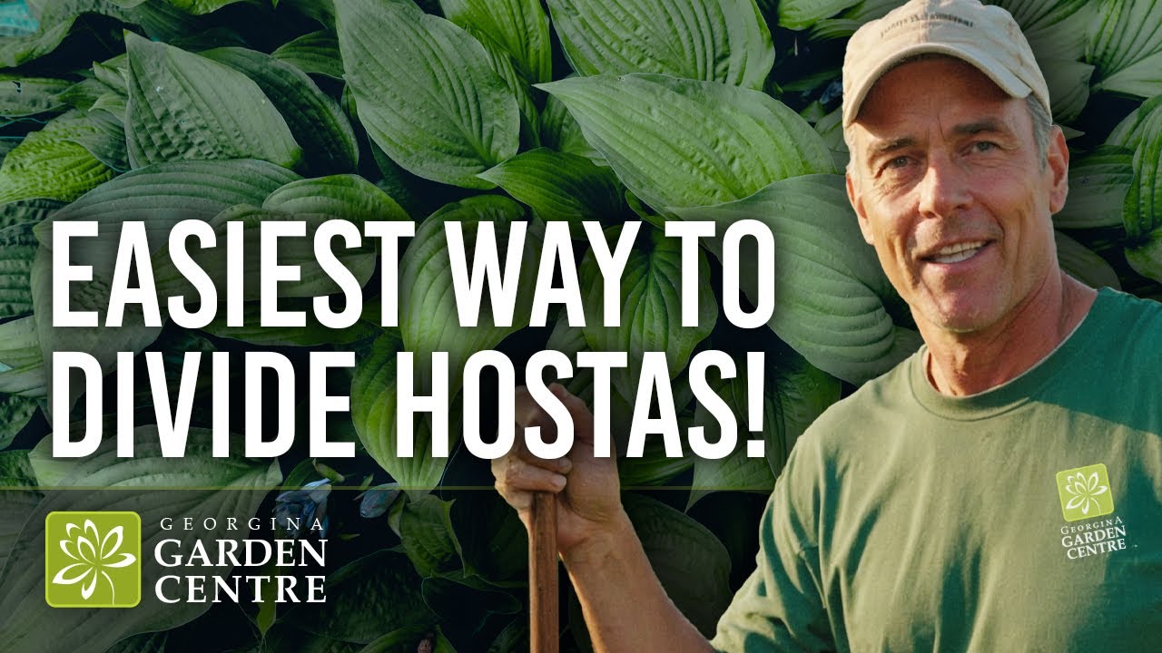 How to Divide Hostas in Fall | Easy Step-by-Step Guide