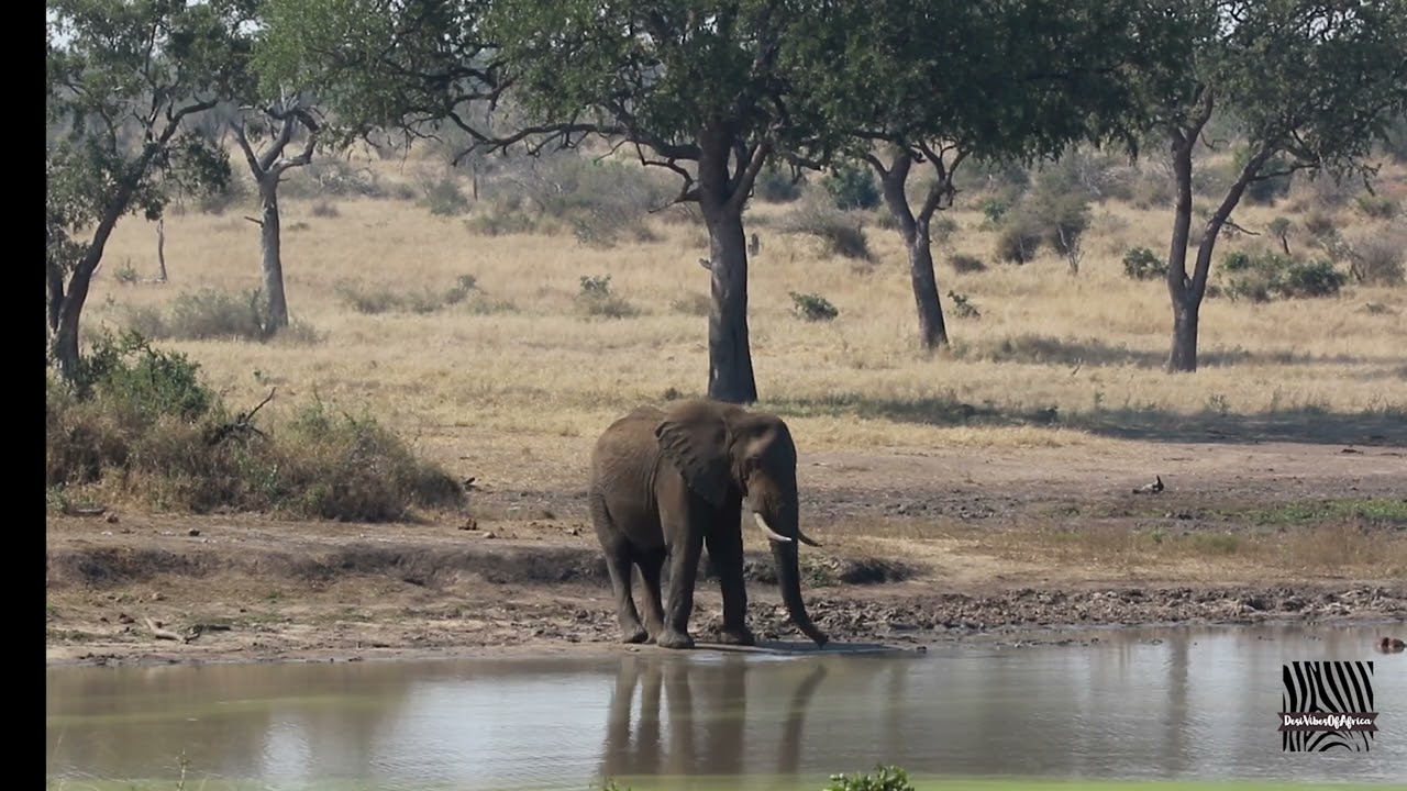 Two Huge Elephants at Kumana Dam 🐘 🐘 #wildlife  #video #4k