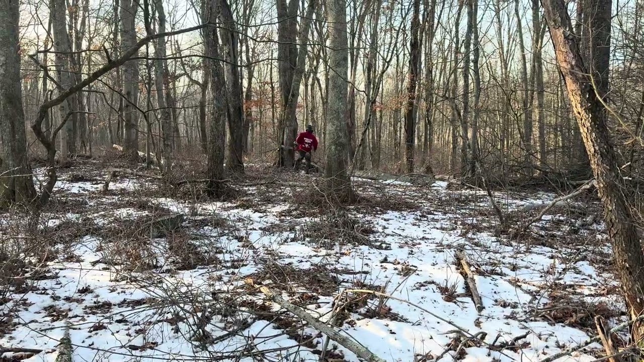 372  felling maple