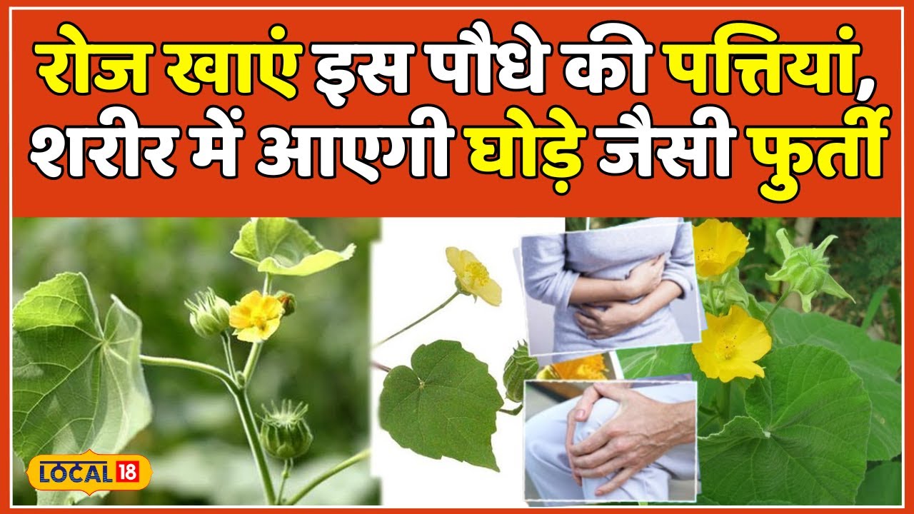 Atibala Benefits: हर बला को हर लेगा अतिबला, सिर्फ एक चम्मच और बीमारी छूमंतर | Health Tips #local18