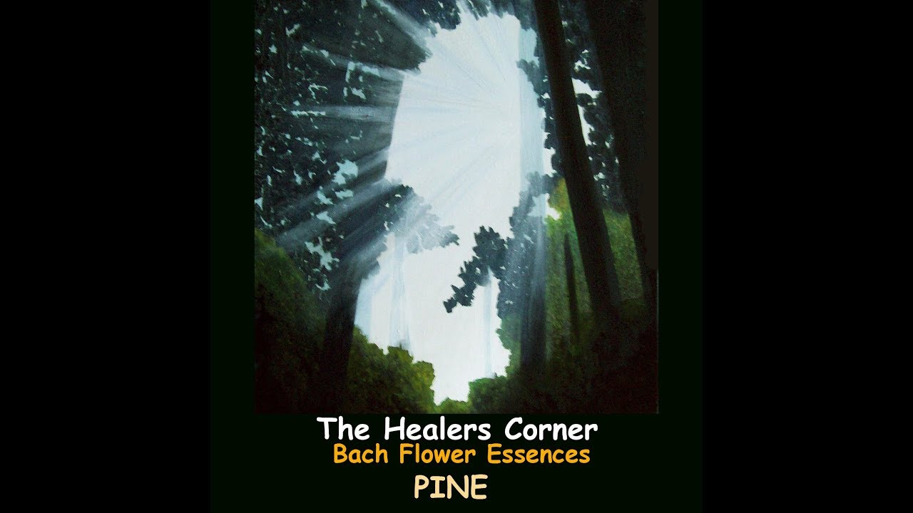 BACH FLOWER ESSENCES -  Pine