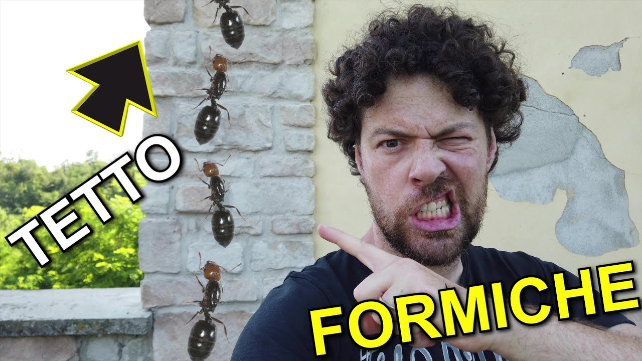Come eliminare le formiche dal tetto in legno