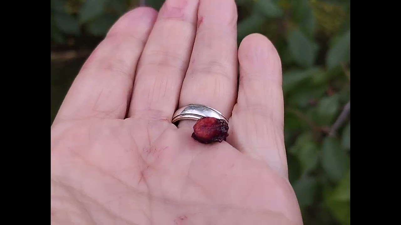 Fruta Prunus avium - Cerejeira - brava seus benefícios 