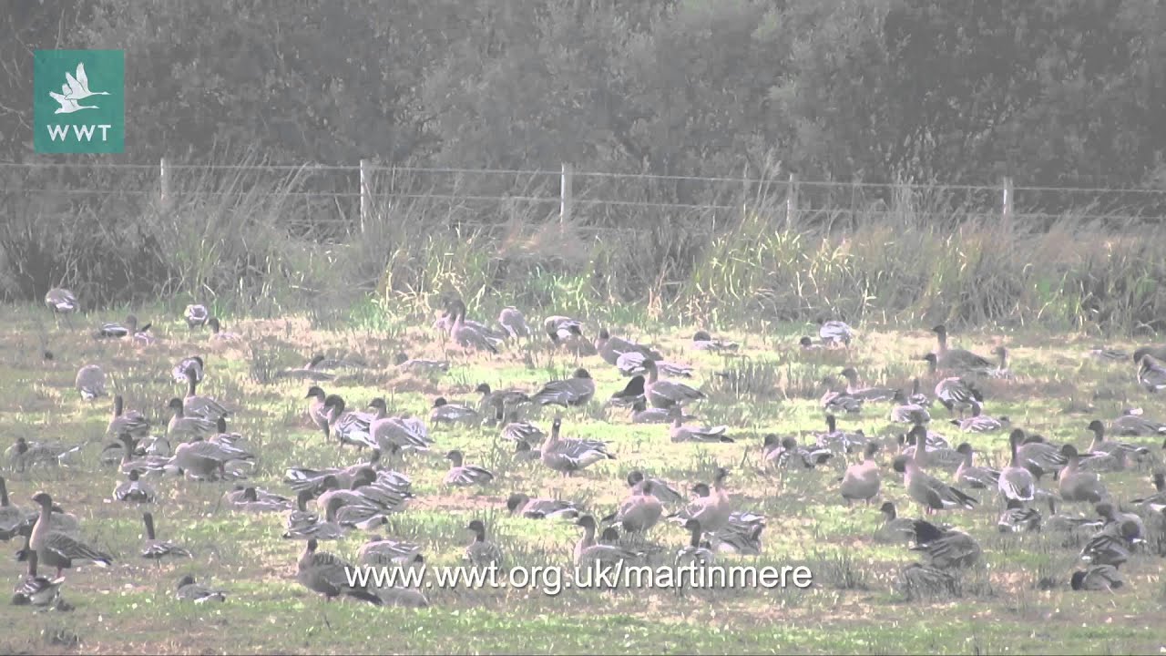 20,000 Pink-footed geese at WWT Martin Mere September 2013