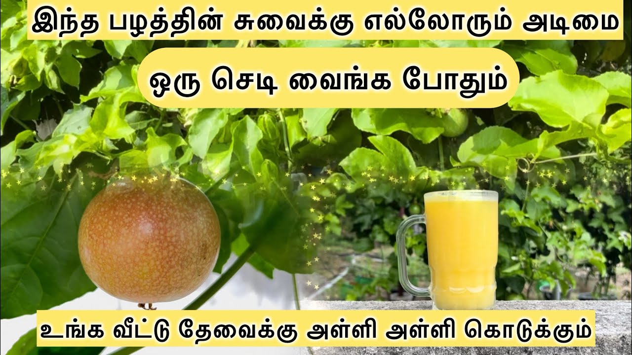 ஒரே ஒரு செடி வச்சேன் இப்போ கொத்துகொத்தாய் பழங்கள் கொடுக்கும் தாட்பூட் பழ செடி வளர்ப்பு #passionfruit