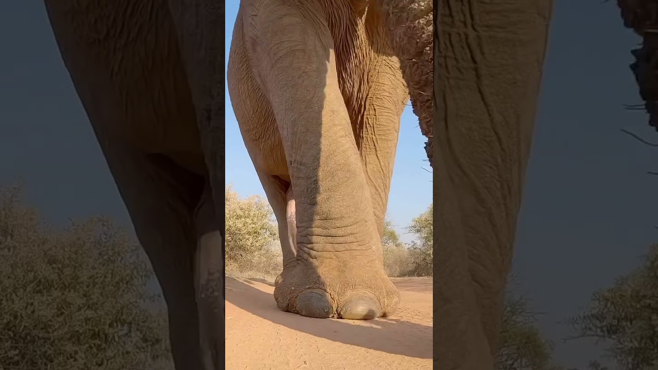 The dominant 💪 gait of an African male elephant🐘🤫