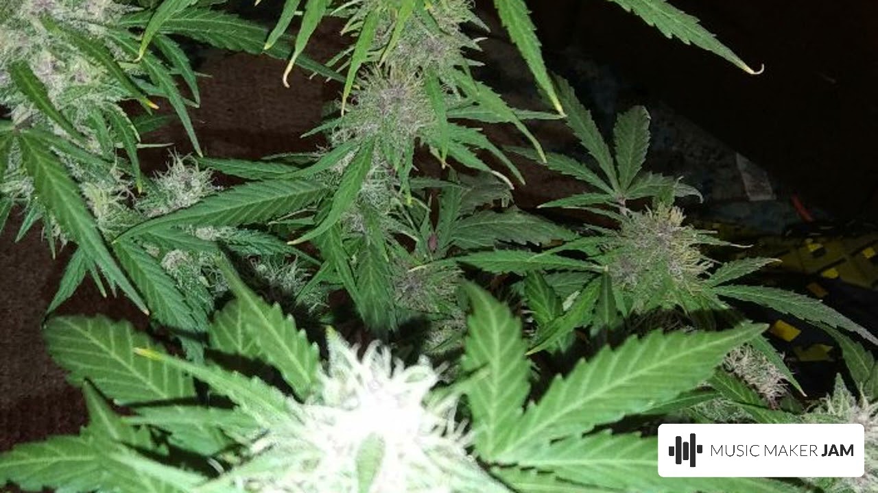 Berry Ryder Autoflower