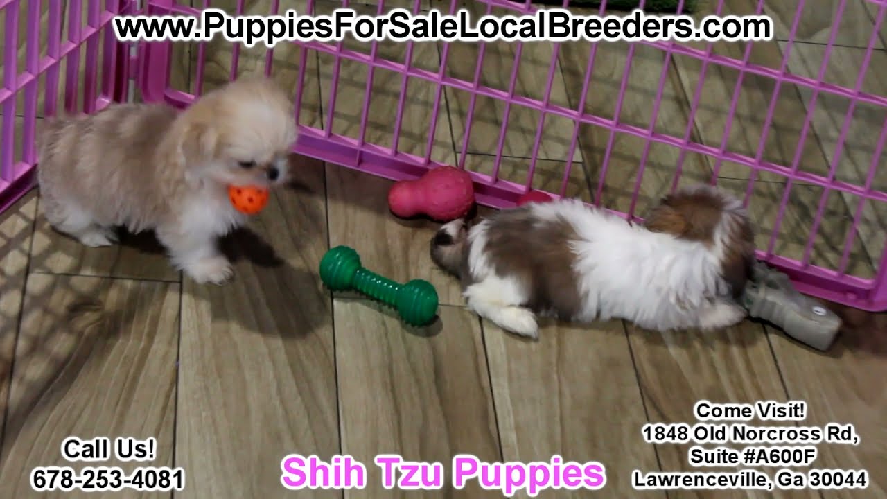 Shih Tzu, Bichon Poo, Yorkie Poo, Morkie, Multipoo, Multi Tzu, Yorkie, Cavapoo Puppies For Sale