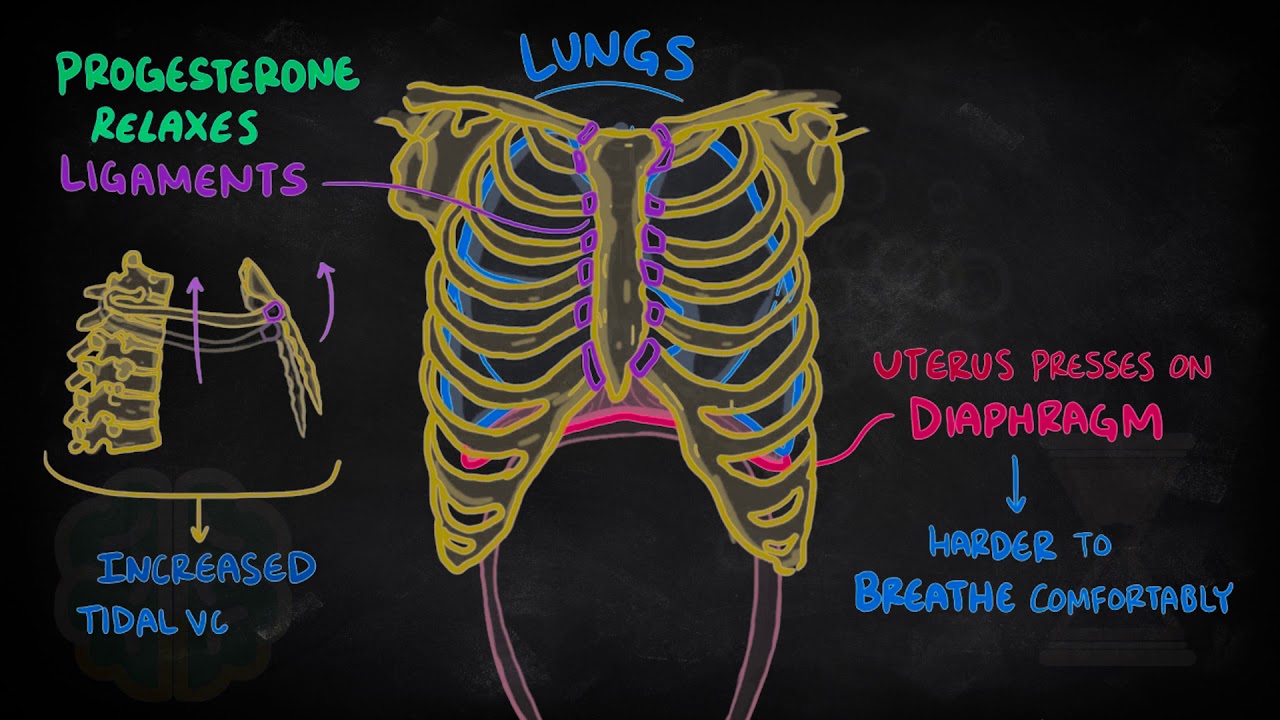 Pregnancy : physiology - الحمل : فسيولوجيا