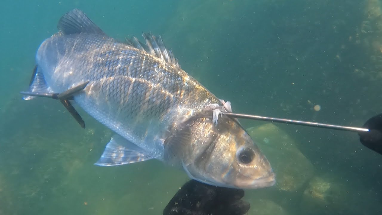 Pesca subacquea nel sotto costa spigole,orate,muggini,
