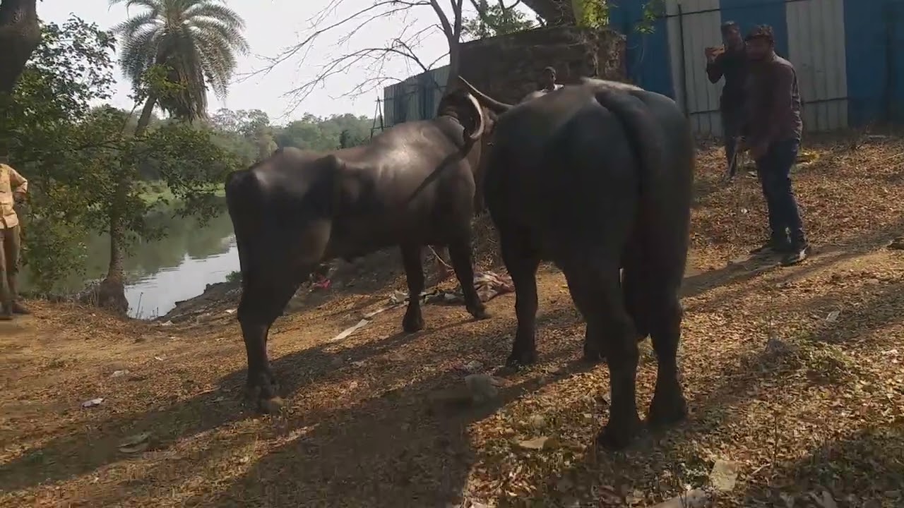 Pune takkar 