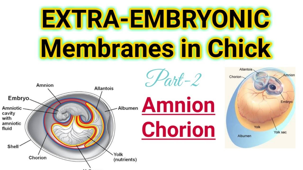 Part-2||Extra Embryonic Membranes in Chick|Amnion and Chorion|M.Sc B.Sc CSIR-NET Zoology|