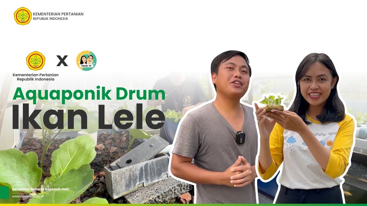 BERHASIL PANEN BUAH DAN IKAN AQUAPONIK DRUM IKAN LELE