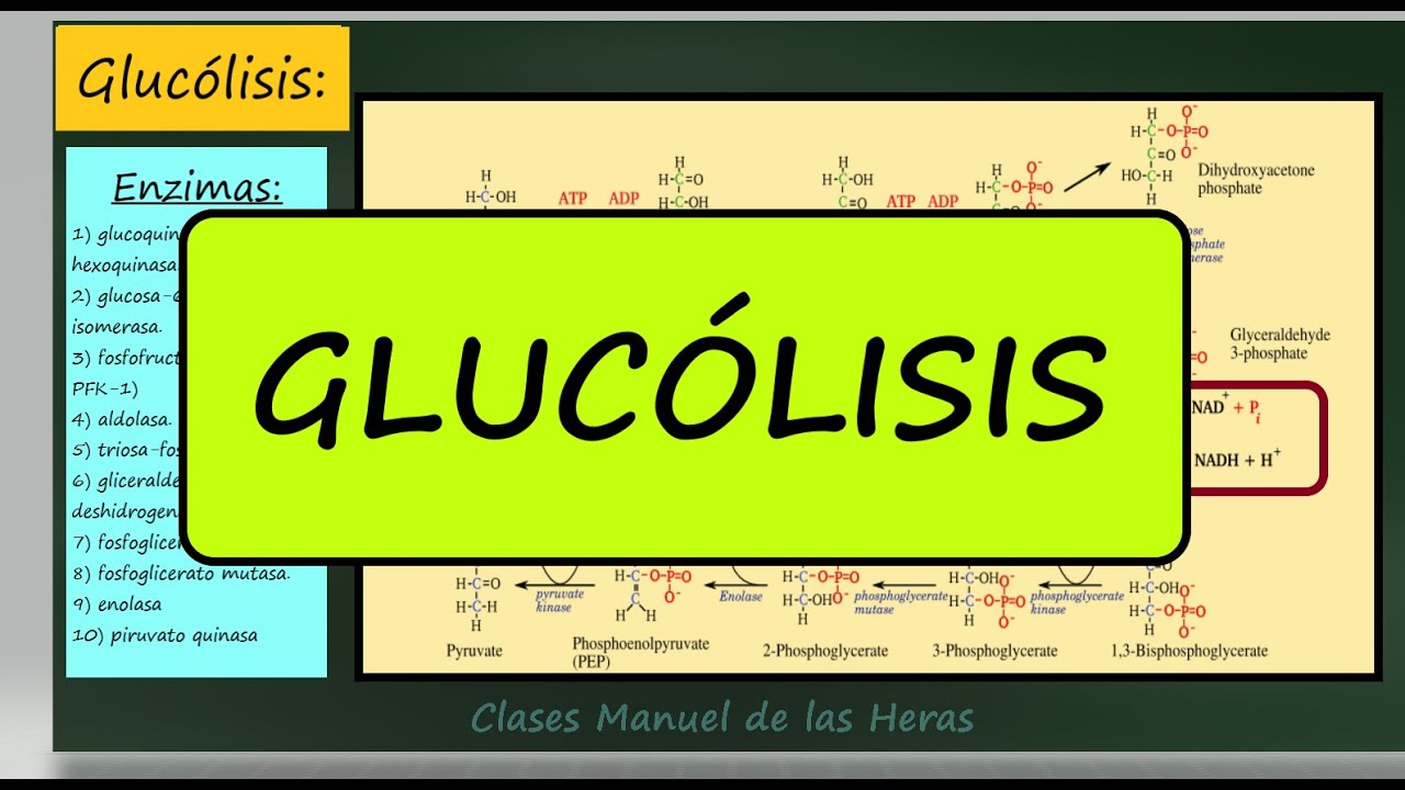 GLUCÓLISIS. Catabolismo de la Glucosa (I). Formación de Piruvato. Biología Bachillerato.