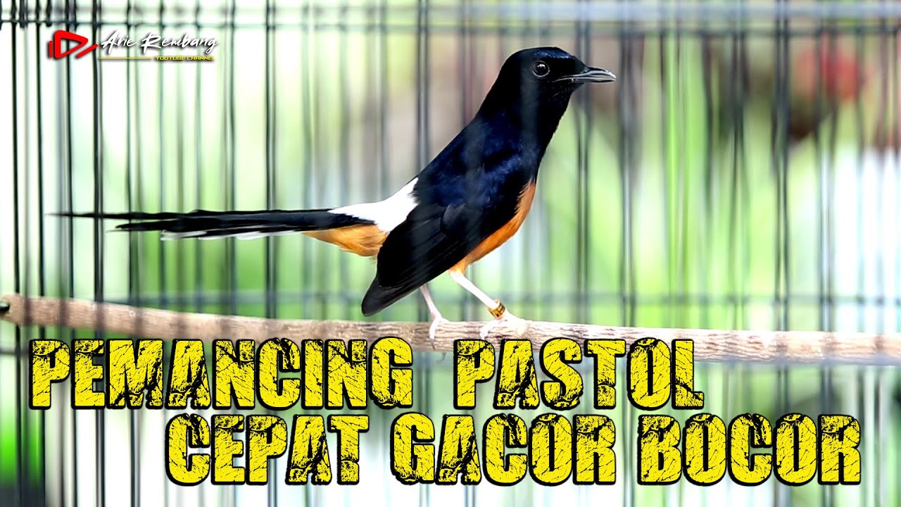 PASTOL BIKIN EMOSI !! Murai Pastol Murai Dewasa langsung kepancing EMOSI  | SHAMA BIRD