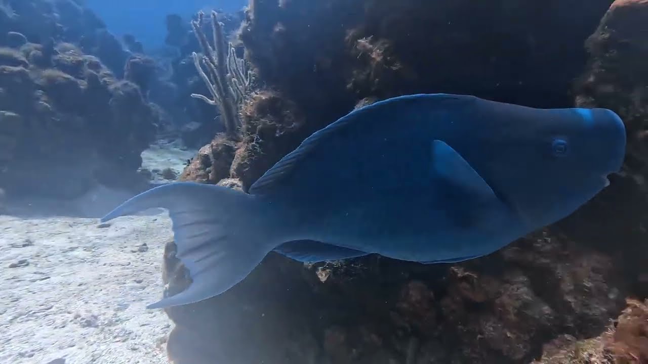 Roatan