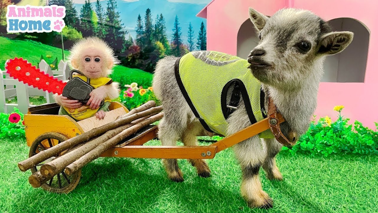 Bibi monkey takes the goat to get firewood to repair the house full version