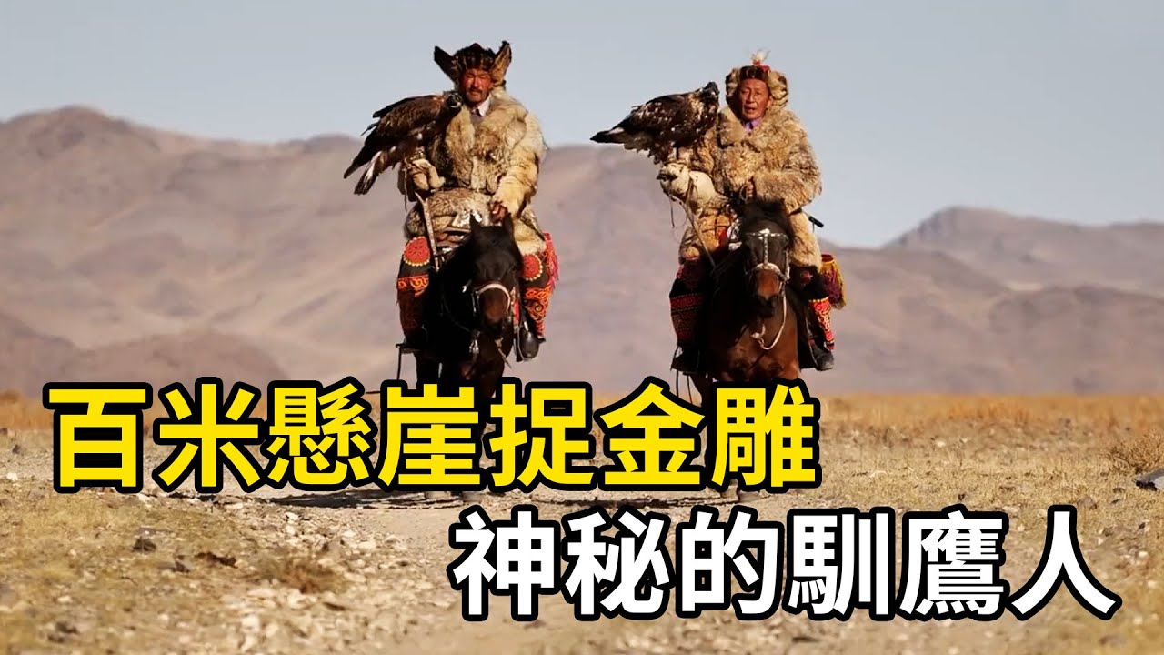 百米懸崖捉金雕，熬鷹時七天七夜不睡覺，走進神秘的馴鷹人！