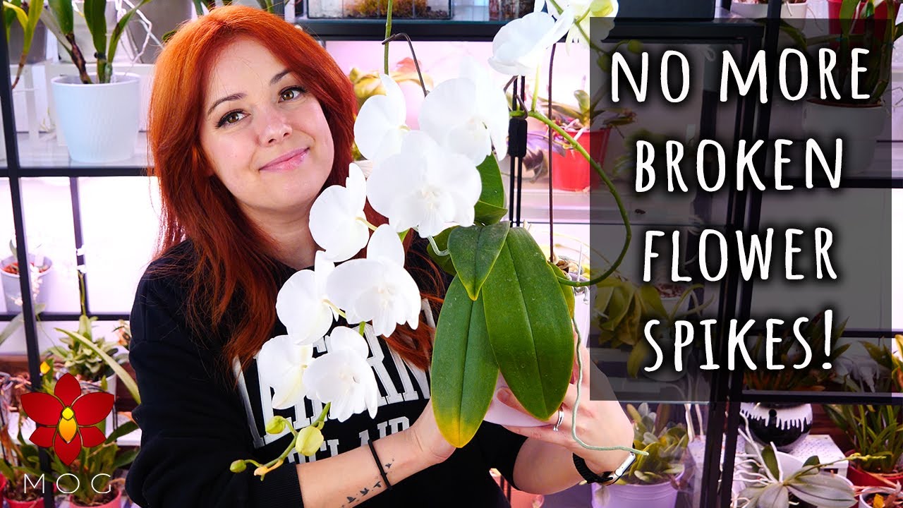 What happens when you don't stake Phalaenopsis flower spikes? 😵&zwj;💫 - Orchid Care for Beginners