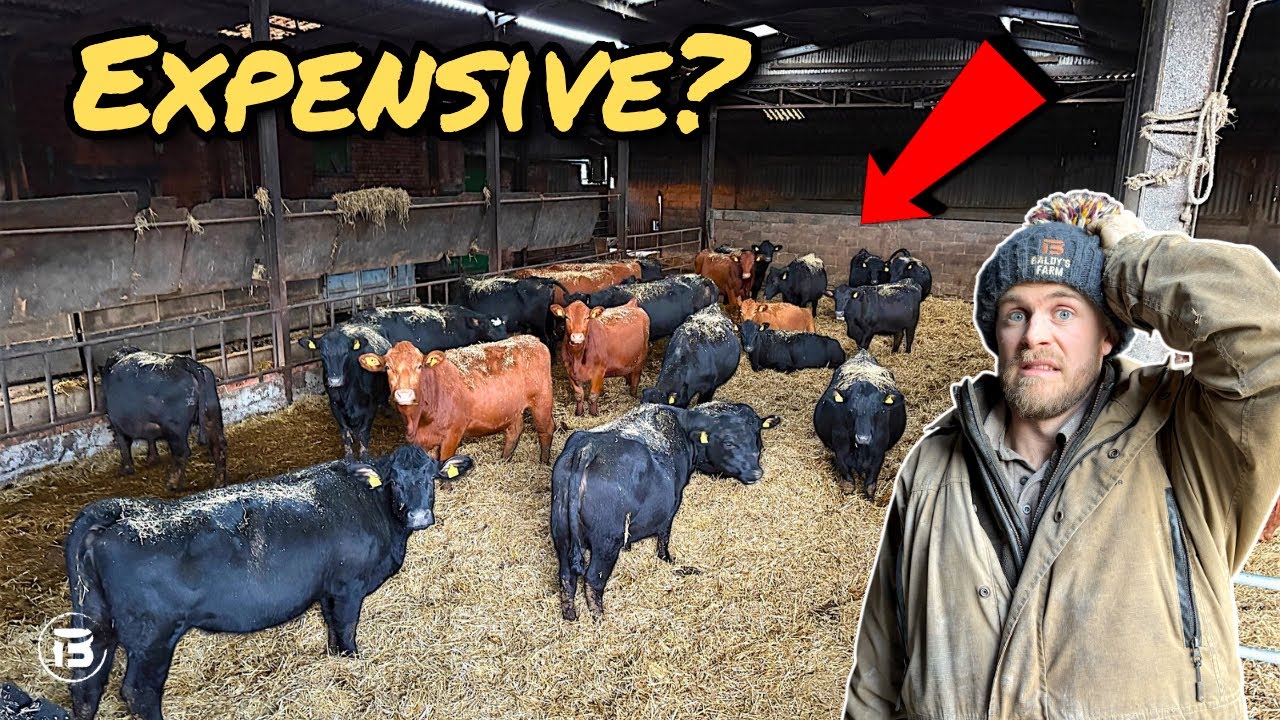 We Bought More Cows | Cattle Housed For Calving!