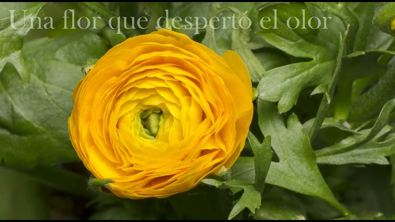 Inmarcesible corazón