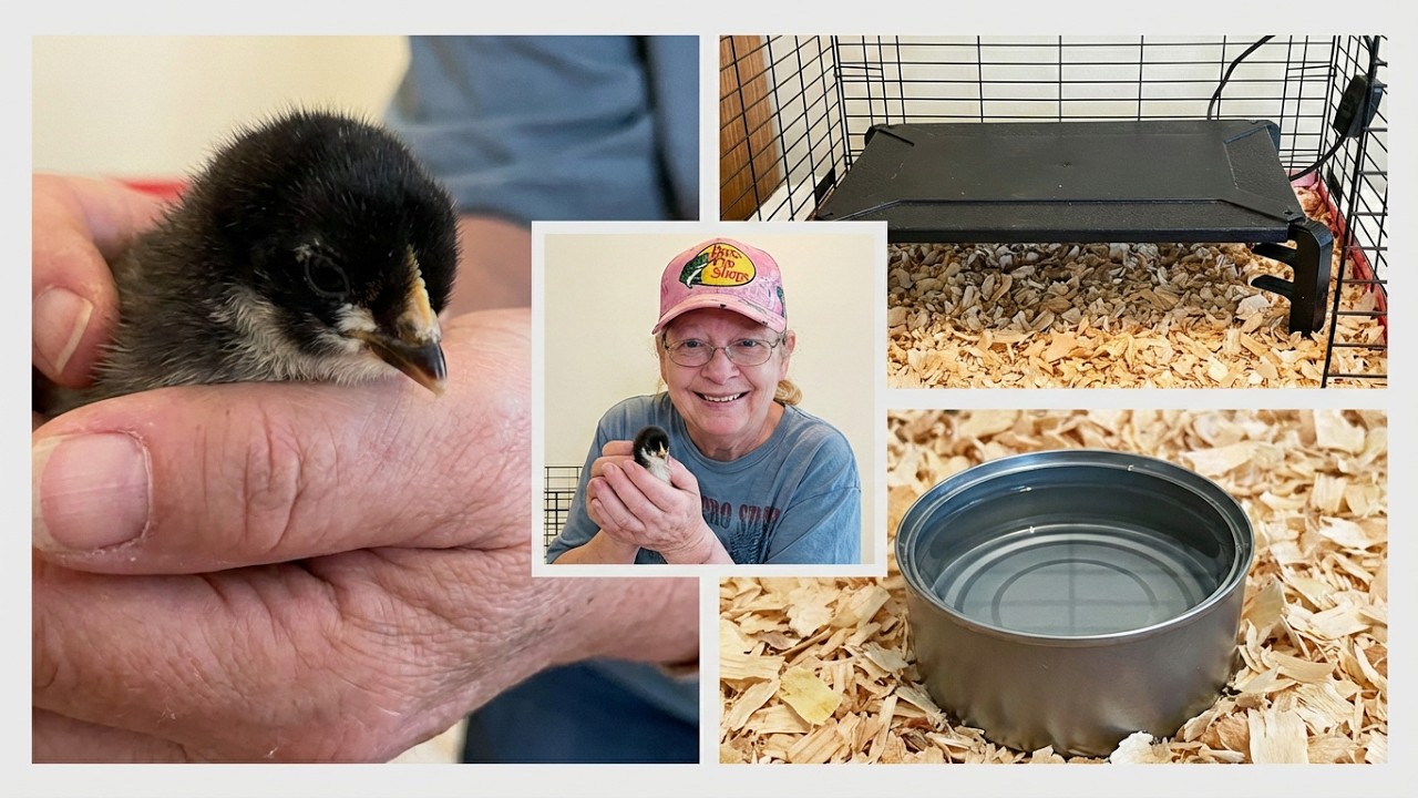 Silly Chickens - How To Start Your New Chicks 2026: 3 tips For Success @UrbanSClady