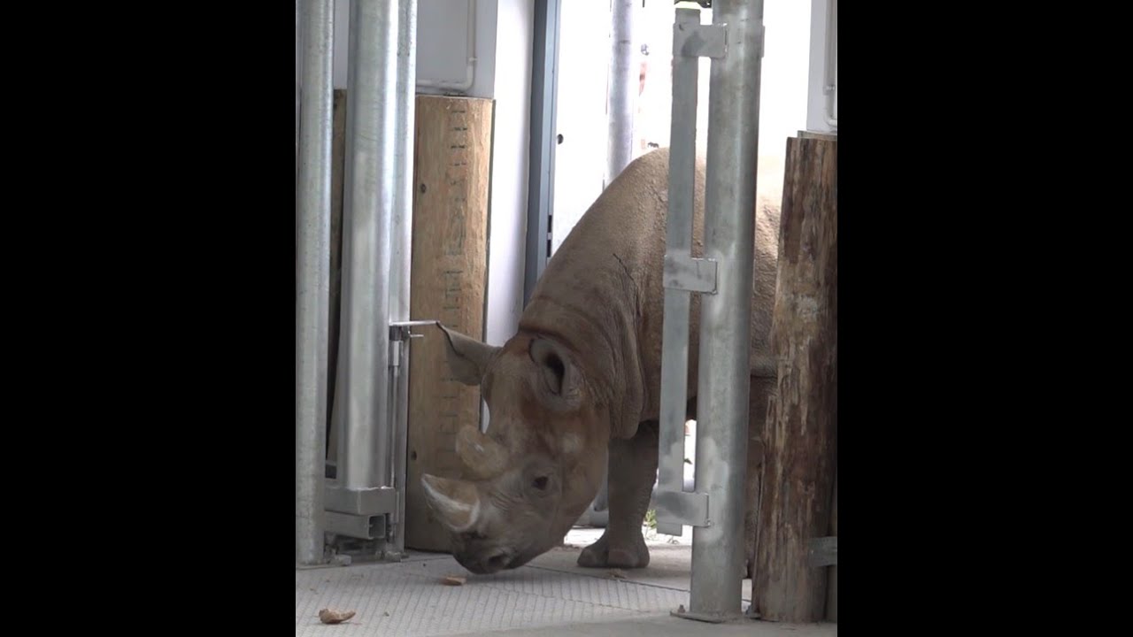 Poznańskie ZOO ma nowych lokator&oacute;w.
