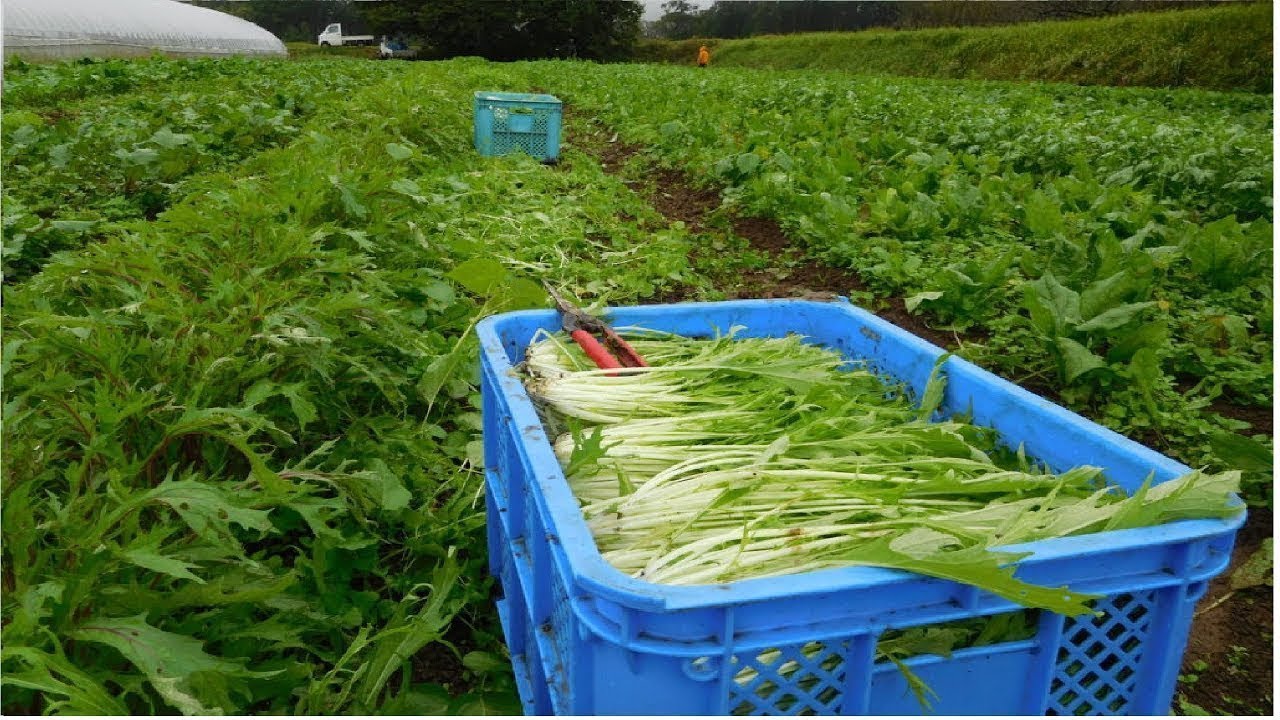 Japan Mizuna Vegetable Farming And Harvesting - Japan Agriculture Technology # 45
