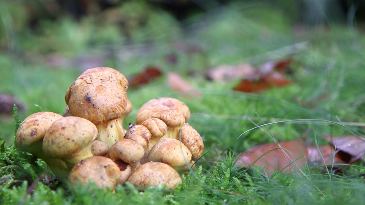 Het boomsoorteigen ecosysteem - interactie van parasitaire soorten