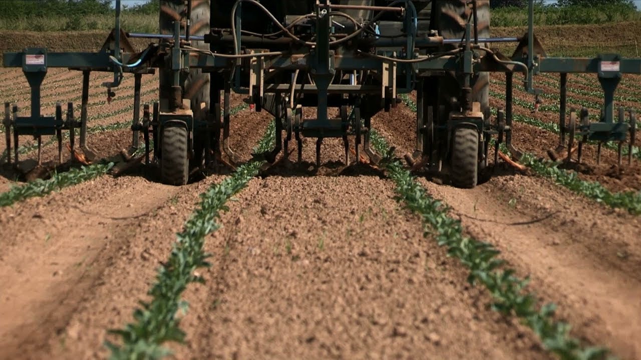 D&eacute;sherber m&eacute;caniquement sur le rang par fauchage ou binage