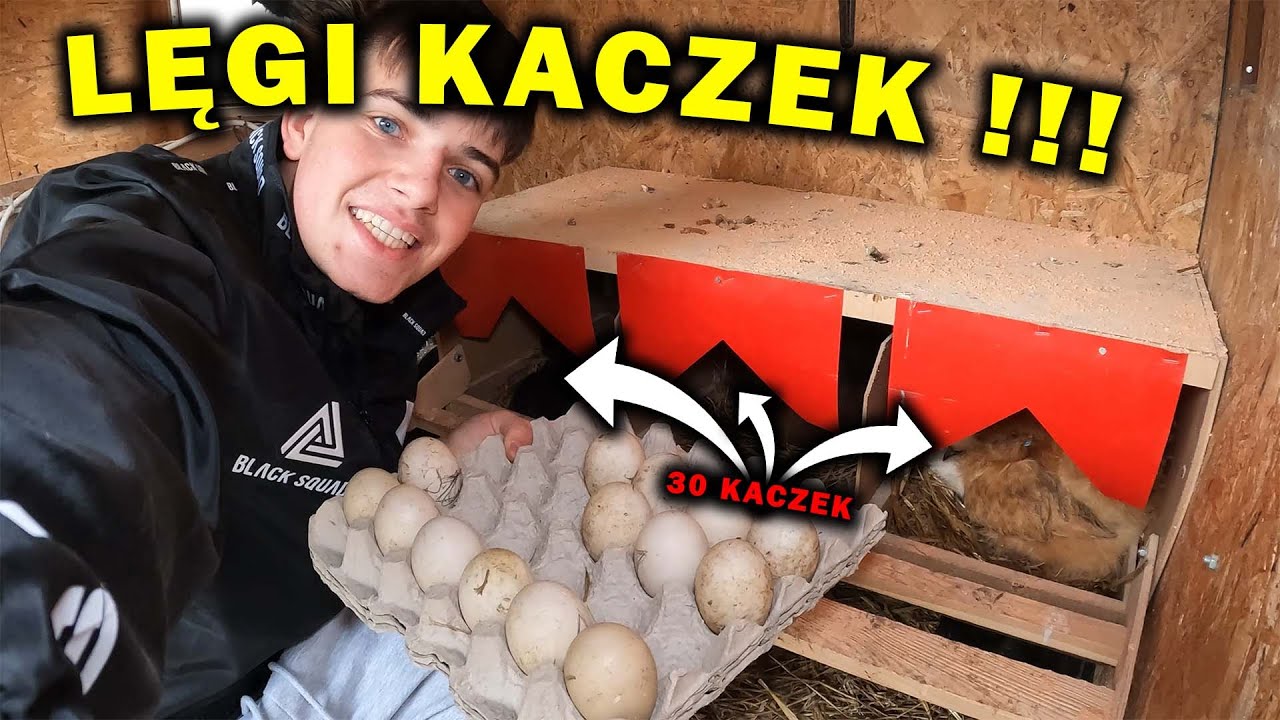 WIELKIE LĘGI 30 KACZEK !!! *Daizy to kwoka* - Vlog
