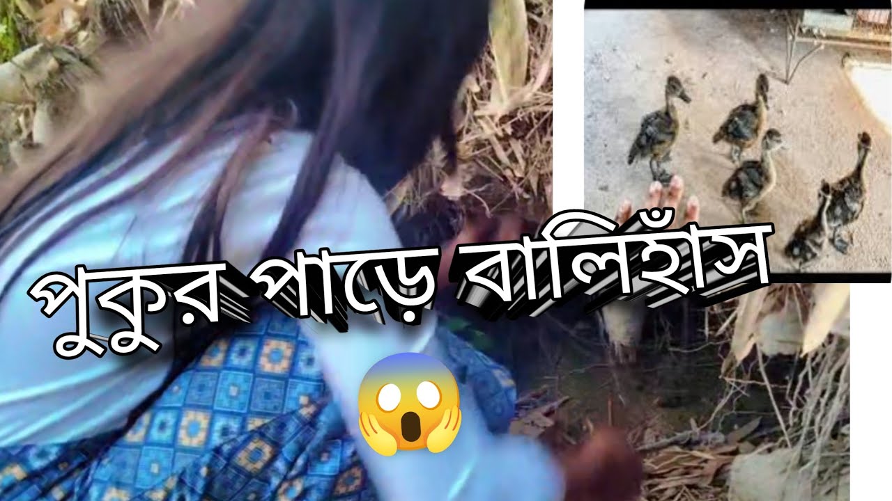 পুকুরপাড়ে বালি হাঁসের বাসা 😱😱