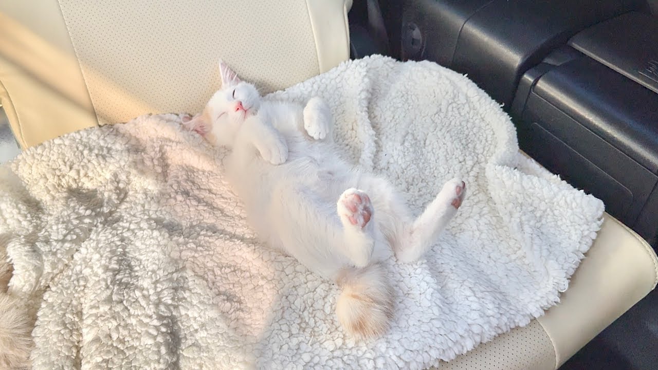 新入り子猫と初めてドライブしたら後部座席でこうなっちゃってました…笑