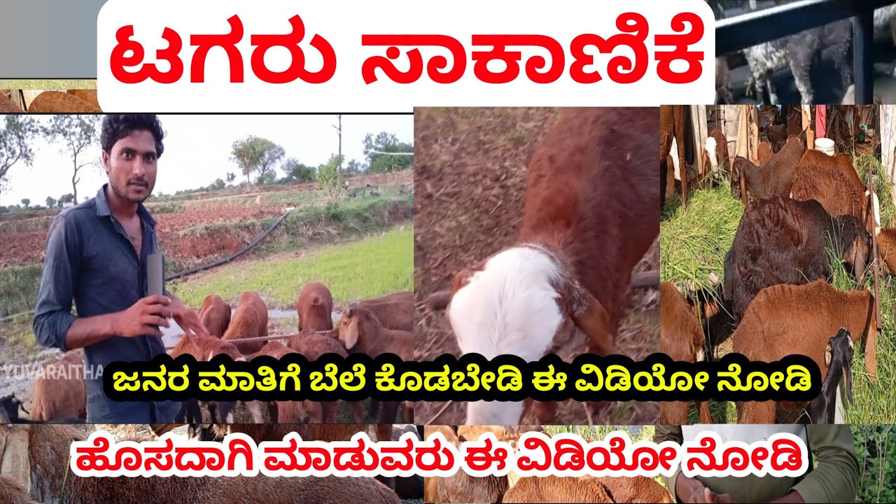ಟಗರು ಸಾಕಾಣಿಕೆ ಮಾಹಿತಿ | sheep farming | profit bussiness | agricultural farming |