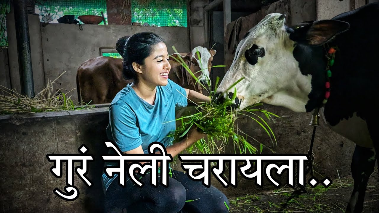 गुरं नेली चरायला | A day out with Cattle | Slow living | Monsoon | Kokan