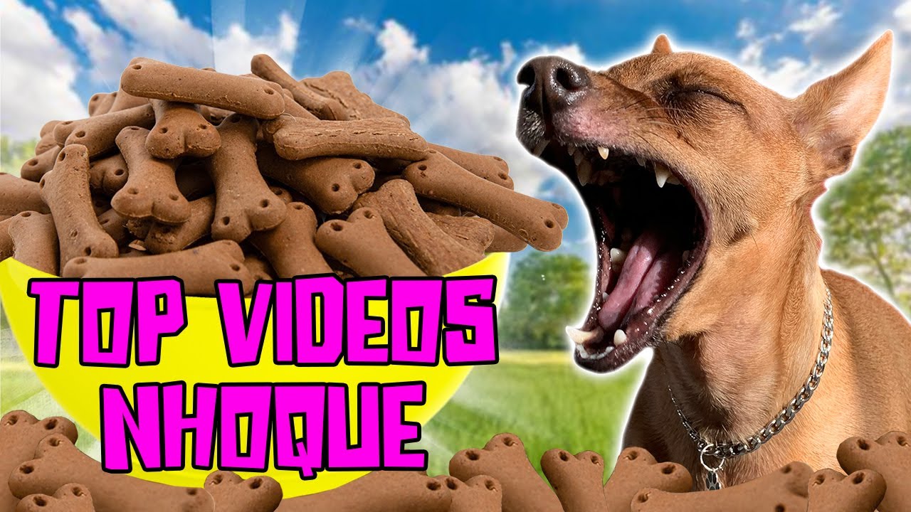 NHOQUE : OS MELHORES MOMENTOS DO CANAL EM UM SUPER COMPILADO!