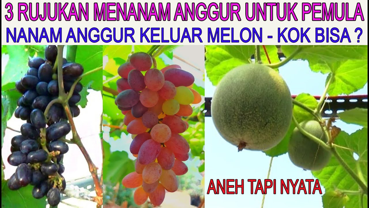 MULAI DARI GRATISAN SAMPAI BELI DENGAN HARGA CUKUP TINGGI || RUJUKAN MENANAM ANGGUR UNTUK PEMULA ||