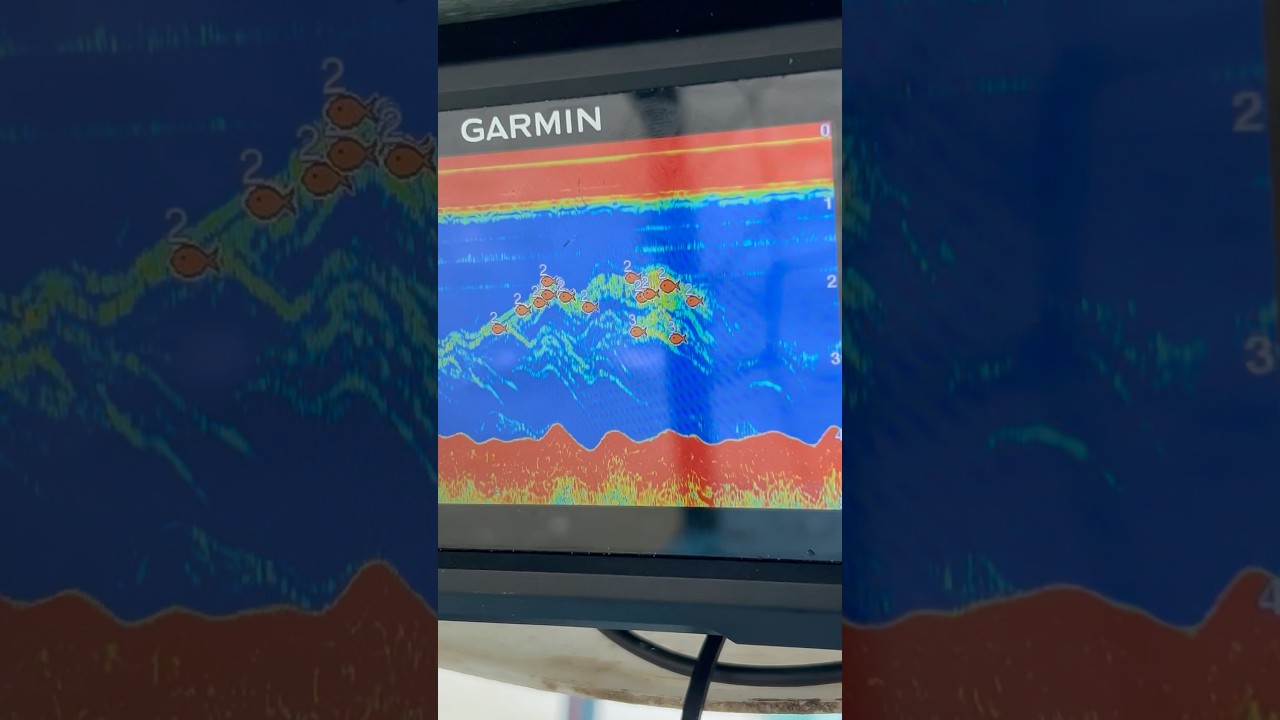 Sonar mostra um cardume de peixes na meia &aacute;gua! #fishing #pescaria