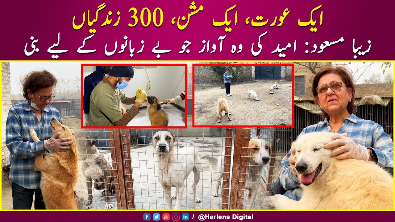 Zeba Masood: The Guardian Angel of Injured and Abandoned Dogs || Charsadda || Herlens Digital