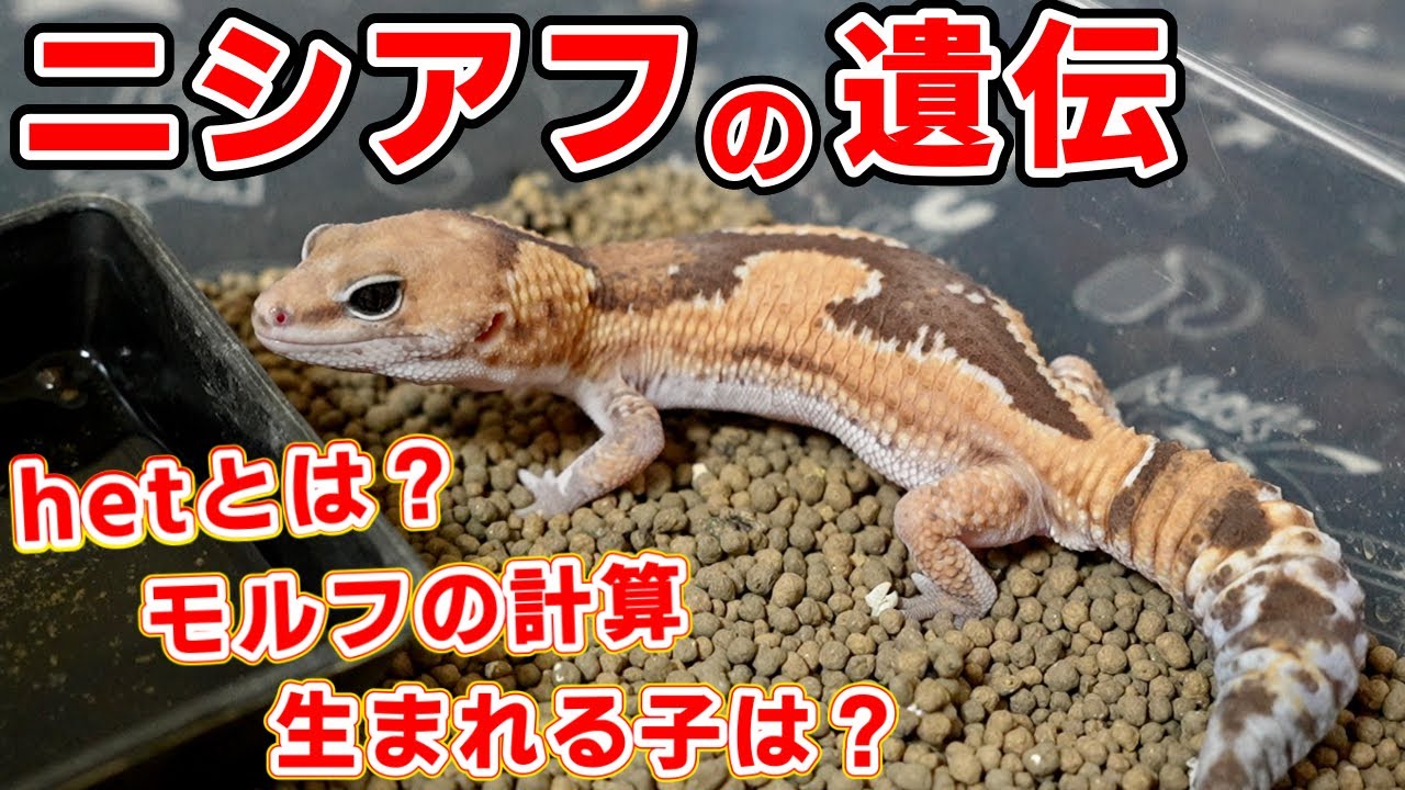 ニシアフの遺伝のあれこれをお話しします！