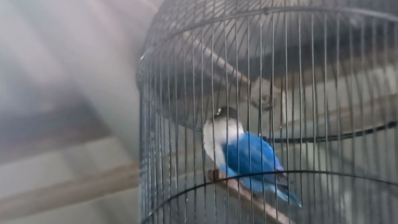 AKSI LB DI KELAS LOVEBIRD A di 
