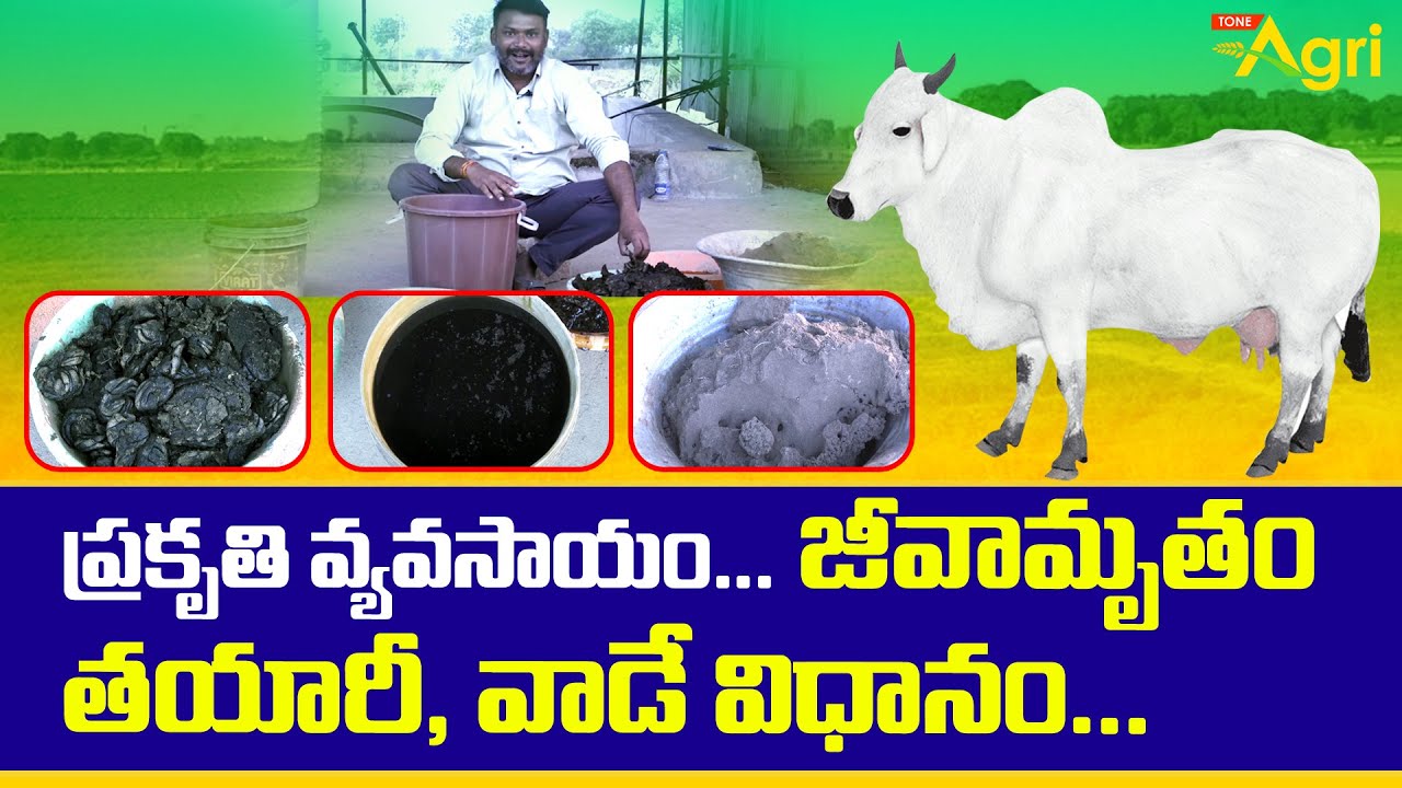 ప్రకృతి వ్యవసాయం.. జీవామృతం తయారీ, వాడే విధానం..  How to Prepare Jeevamrutham Full Video | Tone Agri