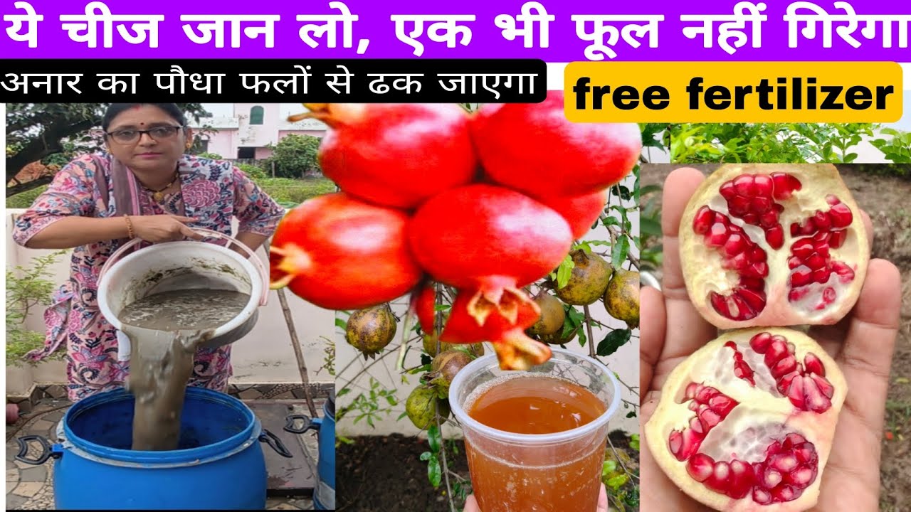 How to get more fruits in pomegranate / एक बार में ही अनार का  पौधा फलों से ढक जाएगा