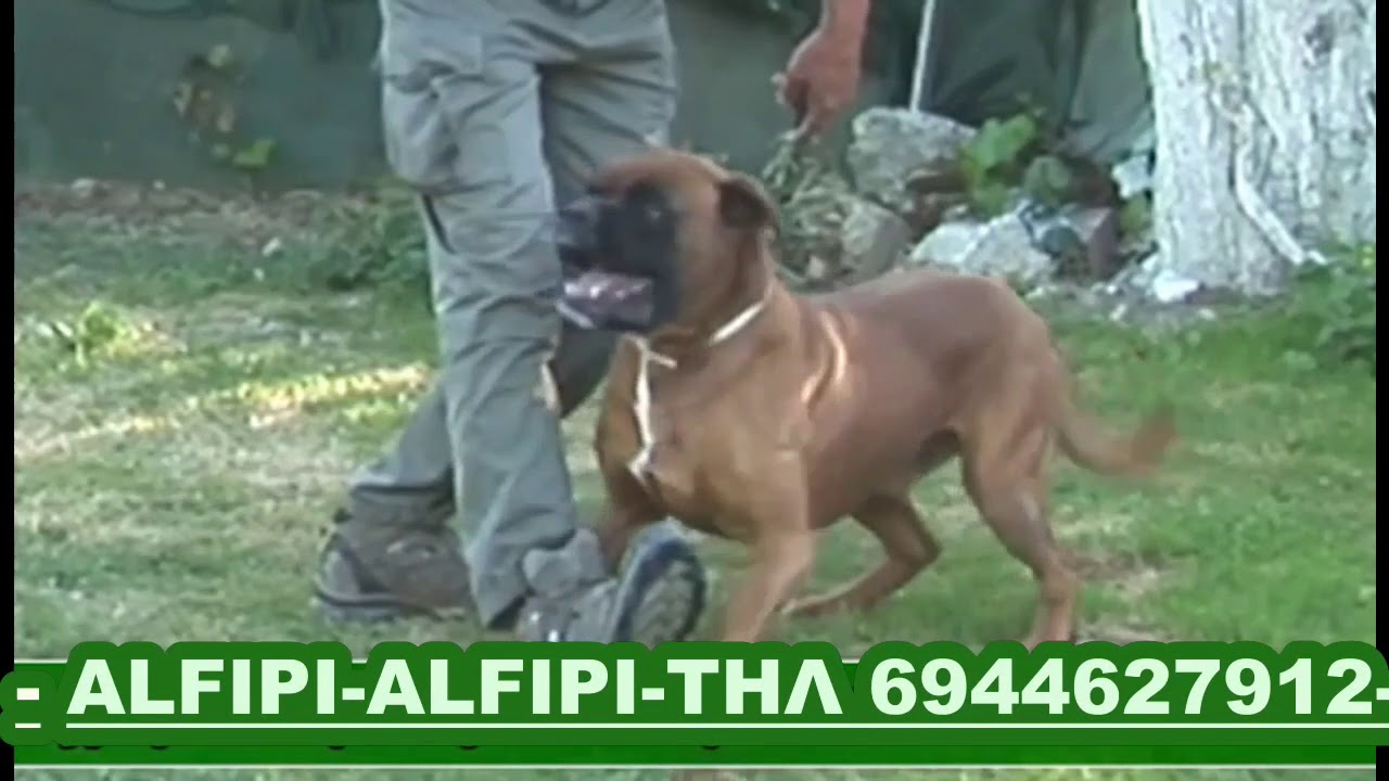BOXER, δείτε το δάγκωμα από πιό κοντά σε αργή κίνηση. Alfipi, πραγματικά εκπαιδευμένα Μπόξερ.