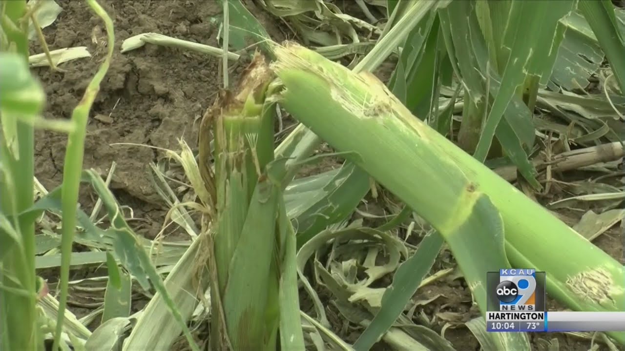 Farmers dealing with hail damage to crops