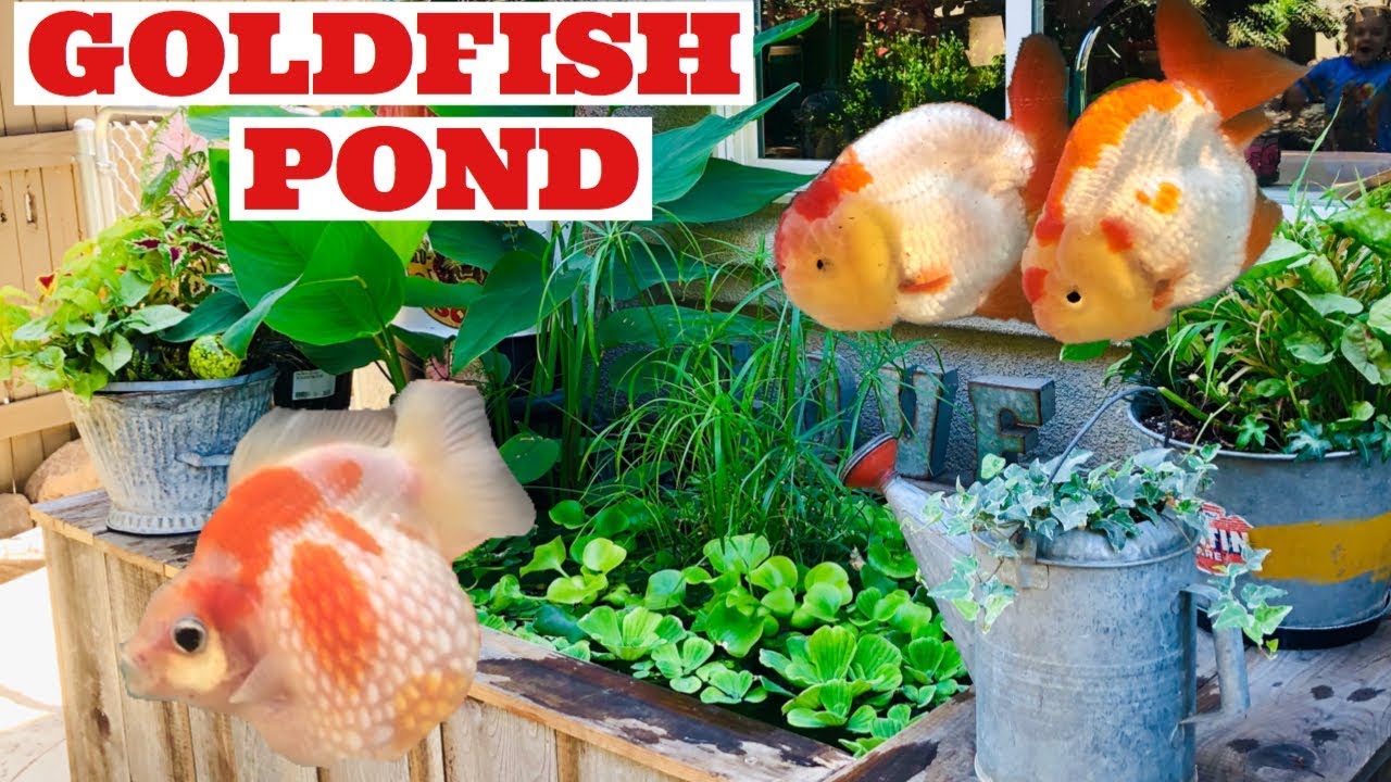 SPRING POND PLANTING (+ GOLDFISH FRY UPDATE)
