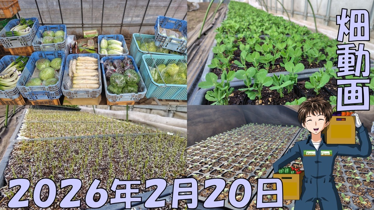 【26/2/20】種蒔いて、畑耕して、野菜収穫して、忙しくなってきましたね。