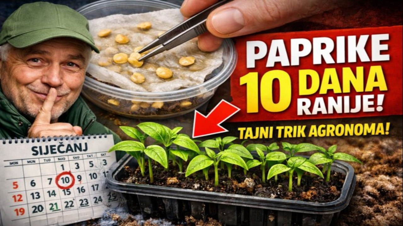TAJNA AGRONOMA: Neka Paprike Niknu 10 DANA RANIJE! Počnite s Ovim Trik u Siječnju!