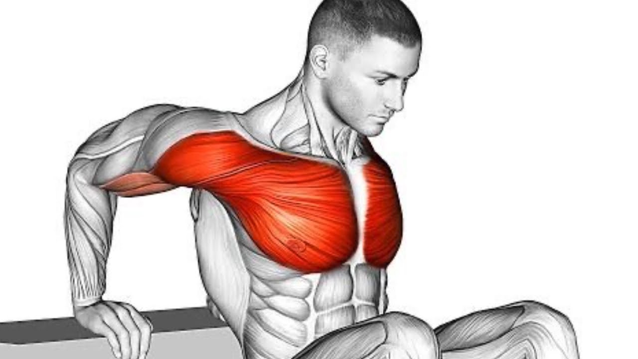 The best Exercises for Hanging belly fat